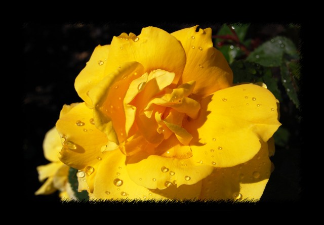 Garden0005